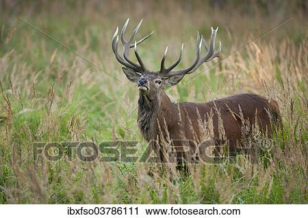 "Red Deer (Cervus elaphus), stag, captive, Saxony, Germany, Europe" View Large Photo Image Stock Image - "Red Deer (Cervus elaphus), stag, captive, Saxony, Germany, Europe". Fotosearch