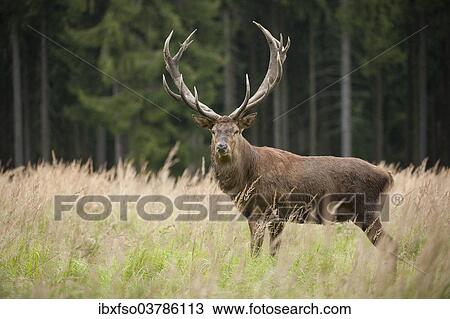 "Red Deer (Cervus elaphus), stag, captive, Saxony, Germany, Europe" View Large Photo Image Stock Image - "Red Deer (Cervus elaphus), stag, captive, Saxony, Germany, Europe". Fotosearch