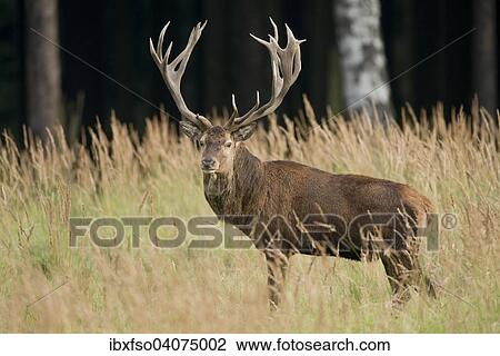 "Red Deer (Cervus elaphus), stag, captive, Saxony, Germany, Europe" View Large Photo Image Stock Image - "Red Deer (Cervus elaphus), stag, captive, Saxony, Germany, Europe". Fotosearch