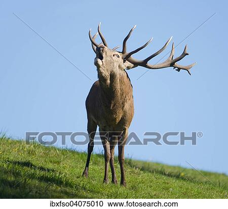 "Red Deer (Cervus elaphus), stag, bellowing during the rut, captive, Lower Saxony, Germany, Europe" View Large Photo Image Stock Image - "Red Deer (Cervus elaphus), stag, bellowing during the rut, captive, Lower Saxony, Germany, Europe". Fotosearch
