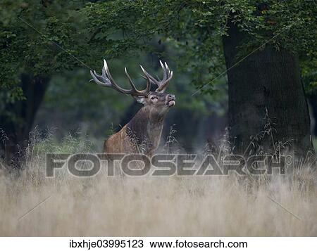Stock Image - "Red Deer (Cervus elaphus), stag, Copenhagen, Denmark, Europe". Fotosearch