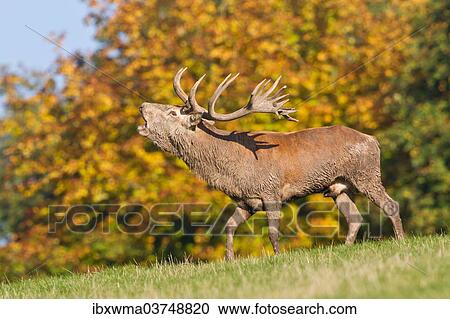 "Red Deer (Cervus elaphus), stag roaring, captive, Lower Saxony, Germany, Europe" View Large Photo Image Stock Image - "Red Deer (Cervus elaphus), stag roaring, captive, Lower Saxony, Germany, Europe". Fotosearch