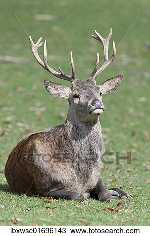 Red Deer (Cervus elaphus) stag View Large Photo Image Stock Image - Red Deer (Cervus elaphus) stag. Fotosearch
