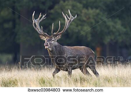 "Red Deer (Cervus elaphus), stag, Copenhagen, Denmark, Europe" View Large Photo Image Stock Image - "Red Deer (Cervus elaphus), stag, Copenhagen, Denmark, Europe". Fotosearch