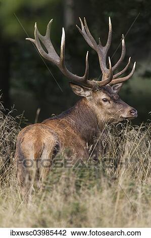 Stock Image - "Red Deer (Cervus elaphus), stag, Copenhagen, Denmark, Europe". Fotosearch