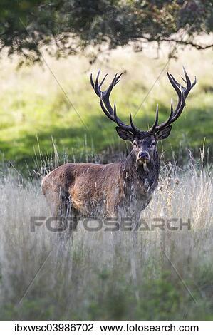 "Red Deer (Cervus elaphus), stag, Copenhagen, Denmark, Europe" View Large Photo Image Stock Image - "Red Deer (Cervus elaphus), stag, Copenhagen, Denmark, Europe". Fotosearch