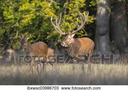 "Red Deer (Cervus elaphus), stag walking behind hind, Copenhagen, Denmark, Europe" View Large Photo Image Stock Image - "Red Deer (Cervus elaphus), stag walking behind hind, Copenhagen, Denmark, Europe". Fotosearch