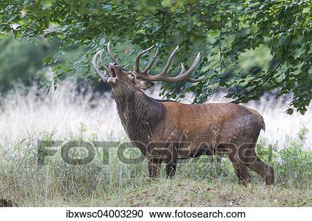 "Red Deer (Cervus elaphus), stag, Copenhagen, Denmark, Europe" View Large Photo Image Stock Image - "Red Deer (Cervus elaphus), stag, Copenhagen, Denmark, Europe". Fotosearch