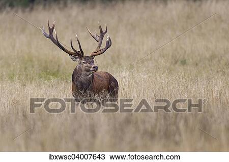 "Red Deer (Cervus elaphus), stag, Copenhagen, Denmark, Europe" View Large Photo Image Stock Image - "Red Deer (Cervus elaphus), stag, Copenhagen, Denmark, Europe". Fotosearch