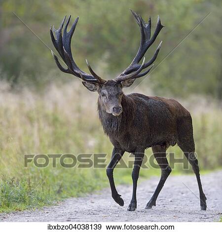 "Red Deer (Cervus elaphus) stag crossing a forest path, Klampenborg, Copenhagen, Denmark, Europe" View Large Photo Image Stock Photo - "Red Deer (Cervus elaphus) stag crossing a forest path, Klampenborg, Copenhagen, Denmark, Europe". Fotosearch