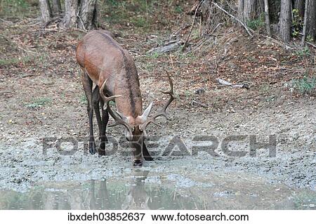 "Red Deer (Cervus elaphus), stag drinking at a waterhole, Hungary, Europe" View Large Photo Image Stock Photo - "Red Deer (Cervus elaphus), stag drinking at a waterhole, Hungary, Europe". Fotosearch