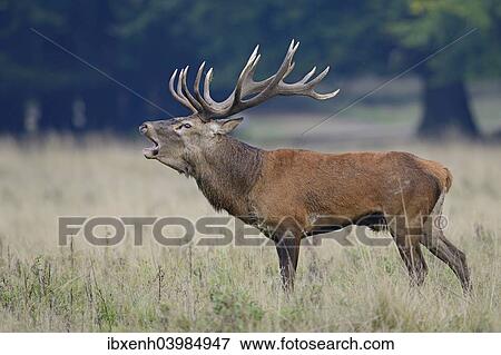 Stock Photo - "Red Deer (Cervus elaphus), stag, Denmark, Europe". Fotosearch