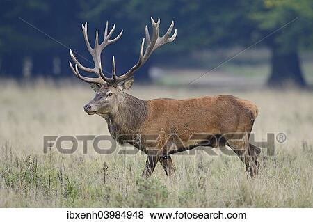 "Red Deer (Cervus elaphus), stag, Denmark, Europe" View Large Photo Image Stock Photo - "Red Deer (Cervus elaphus), stag, Denmark, Europe". Fotosearch
