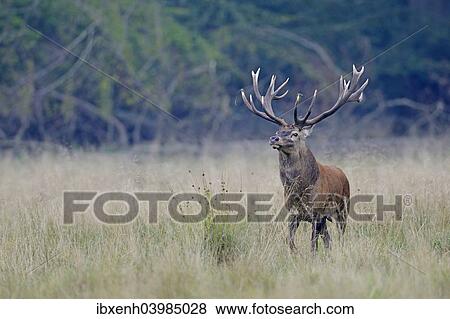 "Red Deer (Cervus elaphus), stag, Jaegersborg, Copenhagen, Denmark, Europe" View Large Photo Image Stock Photo - "Red Deer (Cervus elaphus), stag, Jaegersborg, Copenhagen, Denmark, Europe". Fotosearch