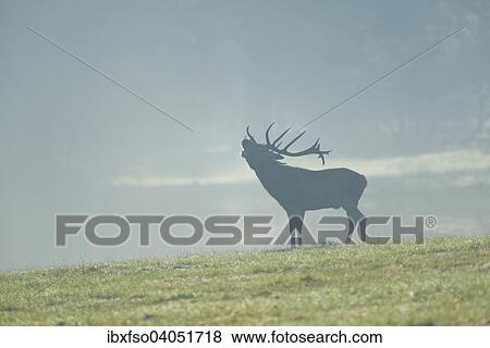 "Red Deer (Cervus elaphus), stag bellowing during the rutting season, captive, Lower Saxony, Germany, Europe" View Large Photo Image Stock Photo - "Red Deer (Cervus elaphus), stag bellowing during the rutting season, captive, Lower Saxony, Germany, Europe". Fotosearch