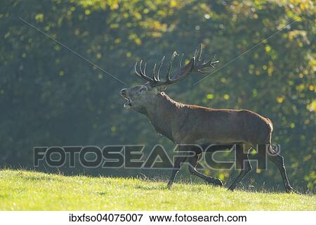 "Red Deer (Cervus elaphus), stag, bellowing during the rut, captive, Lower Saxony, Germany, Europe" View Large Photo Image Stock Photo - "Red Deer (Cervus elaphus), stag, bellowing during the rut, captive, Lower Saxony, Germany, Europe". Fotosearch