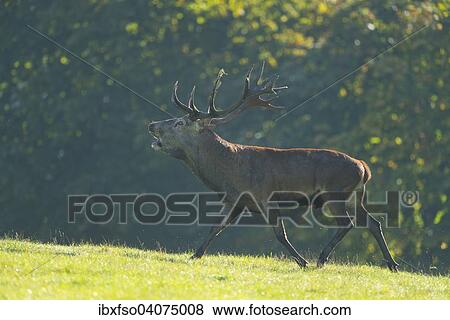 "Red Deer (Cervus elaphus), stag, bellowing during the rut, captive, Lower Saxony, Germany, Europe" View Large Photo Image Stock Photo - "Red Deer (Cervus elaphus), stag, bellowing during the rut, captive, Lower Saxony, Germany, Europe". Fotosearch