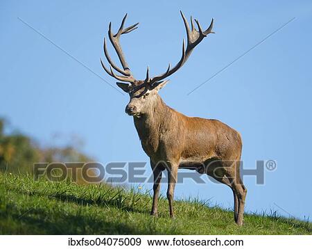 Stock Photo - "Red Deer (Cervus elaphus), stag, captive, Lower Saxony, Germany, Europe". Fotosearch