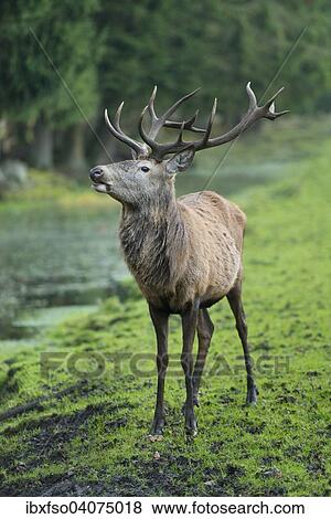 "Red Deer (Cervus elaphus), stag, captive, Lower Saxony, Germany, Europe" View Large Photo Image Stock Photo - "Red Deer (Cervus elaphus), stag, captive, Lower Saxony, Germany, Europe". Fotosearch