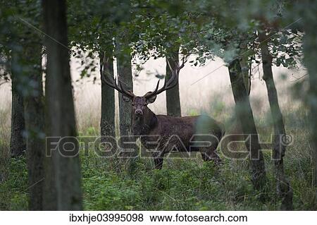 "Red Deer (Cervus elaphus), stag, Copenhagen, Denmark, Europe" View Large Photo Image Stock Photo - "Red Deer (Cervus elaphus), stag, Copenhagen, Denmark, Europe". Fotosearch