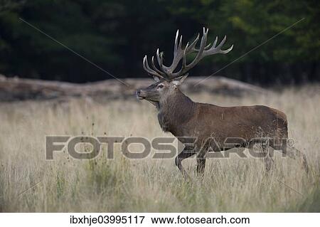 "Red Deer (Cervus elaphus), stag, Copenhagen, Denmark, Europe" View Large Photo Image Stock Photo - "Red Deer (Cervus elaphus), stag, Copenhagen, Denmark, Europe". Fotosearch