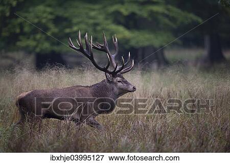 "Red Deer (Cervus elaphus), stag, Copenhagen, Denmark, Europe" View Large Photo Image Stock Photo - "Red Deer (Cervus elaphus), stag, Copenhagen, Denmark, Europe". Fotosearch