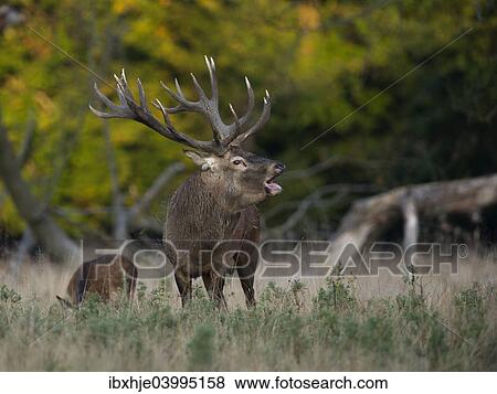 Stock Photo - "Red Deer (Cervus elaphus), stag, Copenhagen, Denmark, Europe". Fotosearch