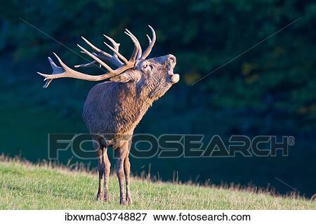 "Red Deer (Cervus elaphus), stag roaring, captive, Lower Saxony, Germany, Europe" View Large Photo Image Stock Photo - "Red Deer (Cervus elaphus), stag roaring, captive, Lower Saxony, Germany, Europe". Fotosearch