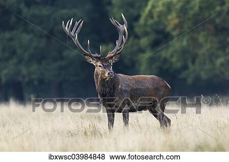 "Red Deer (Cervus elaphus), stag, Copenhagen, Denmark, Europe" View Large Photo Image Stock Photo - "Red Deer (Cervus elaphus), stag, Copenhagen, Denmark, Europe". Fotosearch