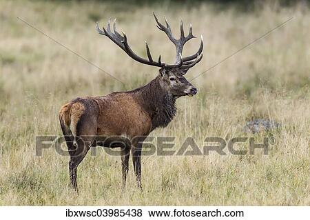 "Red Deer (Cervus elaphus), stag, Copenhagen, Denmark, Europe" View Large Photo Image Stock Photo - "Red Deer (Cervus elaphus), stag, Copenhagen, Denmark, Europe". Fotosearch