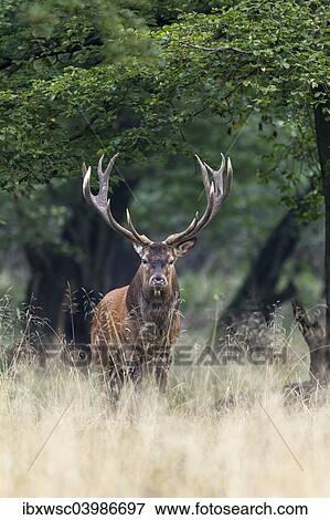 "Red Deer (Cervus elaphus), stag, Copenhagen, Denmark, Europe" View Large Photo Image Stock Photo - "Red Deer (Cervus elaphus), stag, Copenhagen, Denmark, Europe". Fotosearch