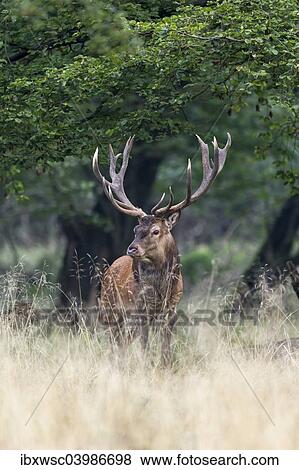 "Red Deer (Cervus elaphus), stag, Copenhagen, Denmark, Europe" View Large Photo Image Stock Photo - "Red Deer (Cervus elaphus), stag, Copenhagen, Denmark, Europe". Fotosearch