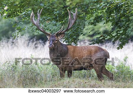 "Red Deer (Cervus elaphus), stag, Copenhagen, Denmark, Europe" View Large Photo Image Stock Photo - "Red Deer (Cervus elaphus), stag, Copenhagen, Denmark, Europe". Fotosearch