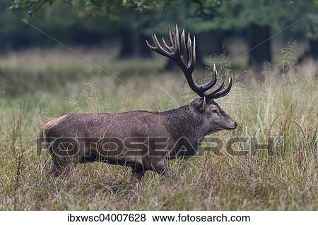 "Red Deer (Cervus elaphus), stag, Copenhagen, Denmark, Europe" View Large Photo Image Stock Photo - "Red Deer (Cervus elaphus), stag, Copenhagen, Denmark, Europe". Fotosearch