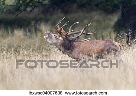 "Red Deer (Cervus elaphus), stag, Klampenborg, Copenhagen, Denmark, Europe" View Large Photo Image Stock Photo - "Red Deer (Cervus elaphus), stag, Klampenborg, Copenhagen, Denmark, Europe". Fotosearch