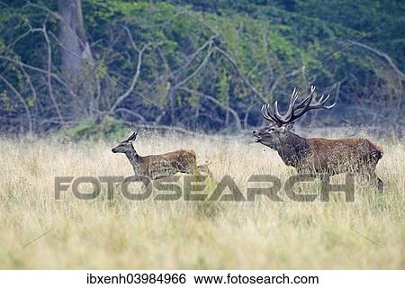 "Red Deer (Cervus elaphus), stag chasing doe, Denmark, Europe" View Large Photo Image Stock Photograph - "Red Deer (Cervus elaphus), stag chasing doe, Denmark, Europe". Fotosearch