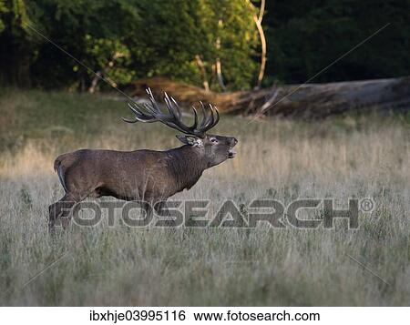 Stock Photograph - "Red Deer (Cervus elaphus), stag, Copenhagen, Denmark, Europe". Fotosearch