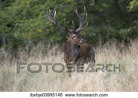 "Red Deer (Cervus elaphus), stag, Copenhagen, Denmark, Europe" View Large Photo Image Stock Photograph - "Red Deer (Cervus elaphus), stag, Copenhagen, Denmark, Europe". Fotosearch