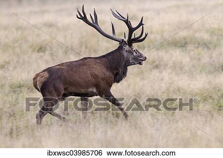 "Red Deer (Cervus elaphus), stag, Klampenborg, Copenhagen, Denmark, Europe" View Large Photo Image Stock Photograph - "Red Deer (Cervus elaphus), stag, Klampenborg, Copenhagen, Denmark, Europe". Fotosearch