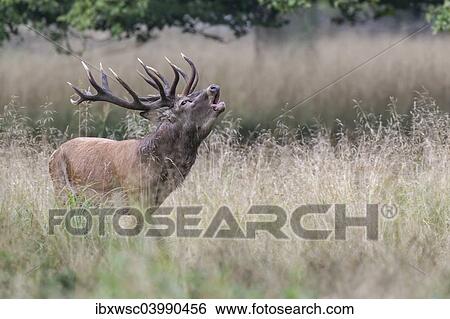 "Red Deer (Cervus elaphus), stag bellowing during rut, Copenhagen, Denmark, Europe" View Large Photo Image Stock Photograph - "Red Deer (Cervus elaphus), stag bellowing during rut, Copenhagen, Denmark, Europe". Fotosearch