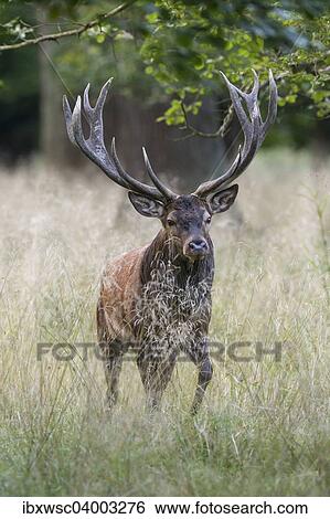 "Red Deer (Cervus elaphus), stag, Copenhagen, Denmark, Europe" View Large Photo Image Stock Photograph - "Red Deer (Cervus elaphus), stag, Copenhagen, Denmark, Europe". Fotosearch