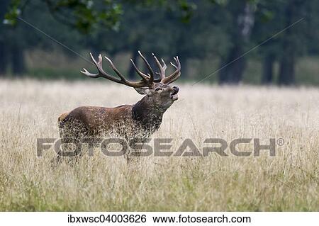 Stock Photograph - "Red deer (Cervus elaphus), stag, Copenhagen, Denmark, Europe". Fotosearch