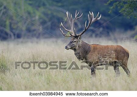 "Red Deer (Cervus elaphus), stag, Denmark, Europe" View Large Photo Image Stock Photography - "Red Deer (Cervus elaphus), stag, Denmark, Europe". Fotosearch