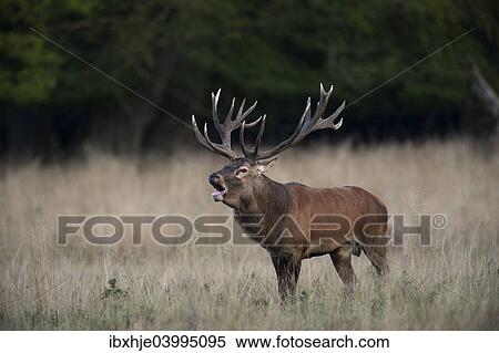 "Red Deer (Cervus elaphus), stag, Copenhagen, Denmark, Europe" View Large Photo Image Stock Photography - "Red Deer (Cervus elaphus), stag, Copenhagen, Denmark, Europe". Fotosearch
