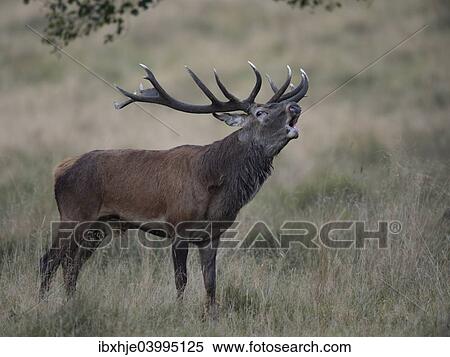 "Red Deer (Cervus elaphus), stag, Copenhagen, Denmark, Europe" View Large Photo Image Stock Photography - "Red Deer (Cervus elaphus), stag, Copenhagen, Denmark, Europe". Fotosearch