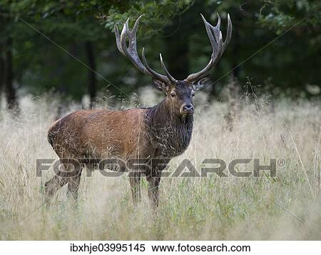 Stock Photography - "Red Deer (Cervus elaphus), stag, Copenhagen, Denmark, Europe". Fotosearch