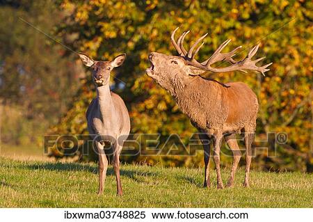 "Red Deer (Cervus elaphus), stag roaring with hind, captive, Lower Saxony, Germany, Europe" View Large Photo Image Stock Photography - "Red Deer (Cervus elaphus), stag roaring with hind, captive, Lower Saxony, Germany, Europe". Fotosearch
