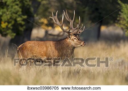 "Red Deer (Cervus elaphus), stag, Klampenborg, Copenhagen, Denmark, Europe" View Large Photo Image Stock Photography - "Red Deer (Cervus elaphus), stag, Klampenborg, Copenhagen, Denmark, Europe". Fotosearch