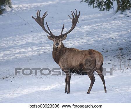 "Red Deer (Cervus elaphus), stag with a winter coat standing in the snow, captive, Bavaria, Germany, Europe" View Large Photo Image Stock Photograph - "Red Deer (Cervus elaphus), stag with a winter coat standing in the snow, captive, Bavaria, Germany, Europe". Fotosearch