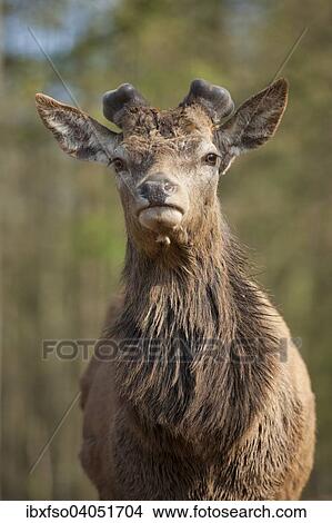 "Red Deer (Cervus elaphus), stag with velvet antlers, captive, Bavaria, Germany, Europe" View Large Photo Image Picture - "Red Deer (Cervus elaphus), stag with velvet antlers, captive, Bavaria, Germany, Europe". Fotosearch